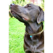 Feyza Design Mavi Kalp Detaylı Ayarlanabilir Köpek Boyun Tasması ve Kolyesi
