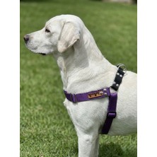 Feyza Design Ayarlanabilir Köpek Göğüs Tasması, Orta ve Büyük Irk, Kolon ve Nubuk Deri