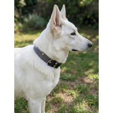Feyza Design Ayarlanabilir Köpek Boyun Tasması, Tüm Irklar, 2,5 cm Genişlik