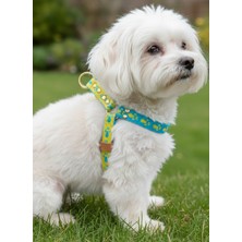 Feyza Design Minik ve Küçük Irk Köpek Göğüs Tasması, Ayarlanabilir, Mavi ve Sarı Pati Desenli