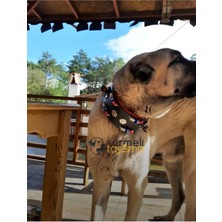 Feyza Design Sağlam ve Şık 2’li Manda Derisi Köpek Tasması, Konforlu Kullanım