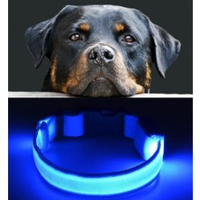 Feyza Design Yansıtıcı LED Köpek Tasması, Mavi, Özel Etiketli, Güvenli ve Şık Tasarım