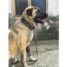 Feyza Design Geniş Hakiki Manda Derisi Köpek Tasması, Şık ve Dayanıklı Tasarım