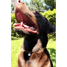 Feyza Design Pembe Pati Detaylı Ayarlanabilir Köpek Boyun Tasması, Gold Zincir