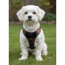 Feyza Design Ayarlanabilir Hakiki Deri Köpek Göğüs Tasması, Küçük ve Orta Irk Için