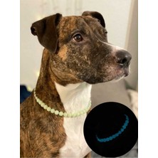 Feyza Design Parlak Kedi ve Köpek Kolyesi, Şık ve Işıltılı Evcil Hayvan Aksesuarı