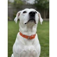 Feyza Design Ayarlanabilir Köpek Boyun Tasması, 1,5 cm Deri, Tüm Irklara Uygun