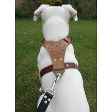 Feyza Design Ayarlanabilir Hakiki Deri Köpek Göğüs Tasması, Sırttan Çekmeli, Küçük ve Orta Irk