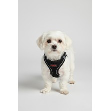 Feyza Design Siyah Renkli Kedi ve Köpek Göğüs Tasması Orta Boy