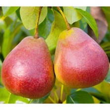 Bahçevilya Etruşka Armut Fidanı – Yarı Bodur, Saksılı, 2 Yaş