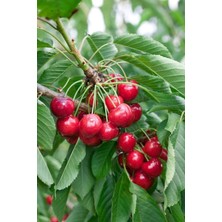 Bahçevilya Regina Kiraz Fidanı – Yarı Bodur, Saksılı, 2 Yaş