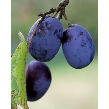 Bahçevilya Mürdüm Erik Fidanı 2 Yaş