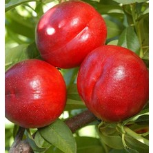 Bahçevilya Bodur Nektarin Fidanı 2 Yaş