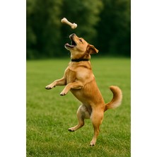 Feyza Design Doğal Köpek Ödülü Kemik Çubukları, Sağlıklı ve Lezzetli Seçenek