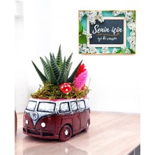 PremiumPort Bordo Vosvos Sukulent Çiçekli Aranjman ve Hediye Kartı Seti