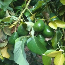 1 Adet Yıldız Meyvesi, 1 kg Bebek Avokado