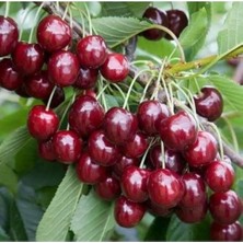 Doğaşık Yarı Bodur Kiraz Fidanı "regina" Saksılı 2 Yaş