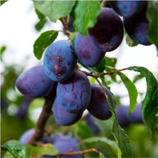Doğaşık Mürdüm Eriği Fidanı " Prunus Domestica L. " 2 Yaşında Tüplü