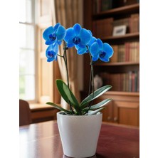 Homemade Orkide Saksısı