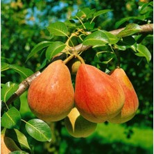 Doğaşık Etruşka Armut Fidanı "pyrus Communis" 2 Yaşında Tüplü