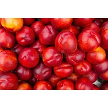 Doğaşık Bodur Nektarin Fidanı 2 Yaşında Tüplü