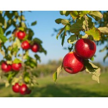 Doğaşık Tam Bodur Kırmızı Elma Fidanı "galaval" 2 Yaş Tüplü