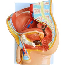 EgeAnatomi Maketleri Erkek Pelvis Kesit Modeli, 2 Parçalı - Erkek Pelvis Maketi