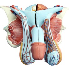 EgeAnatomi Maketleri Erkek Genital Organ Modeli - Erkek Genital Organ Maketi
