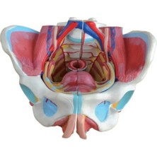 EgeAnatomi Maketleri Kadın Pelvis Modeli - Pelvis Maketi
