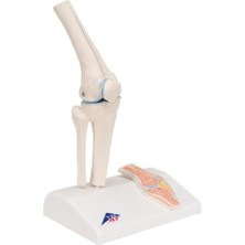 EgeAnatomi Maketleri Çapraz Kesitli Mini Diz Eklemi Modeli - Diz Eklemi Maketi