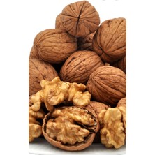 Arslanfidan Ceviz - Aşılı Chandler Ceviz Fidanı 2 Yaş