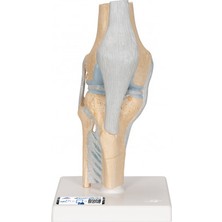 EgeAnatomi Maketleri Çapraz Kesitli Mini Omuz Eklemi Modeli - Omuz Eklemi Maketi