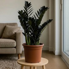Greenvila Zamioculcas Raven Siyah Zamia Zeze Çiçeği Canlı Iç Mekan Salon Bitkisi