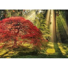Heye Guiding Light