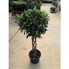 Arg Örgülü Ficus Benjamin