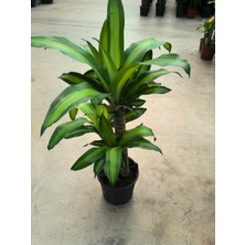 Arg Massogecna ikili