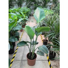 Arg Strelitzia Çiçek