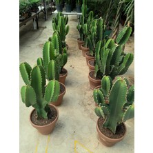 Arg Euphorbia Ingens