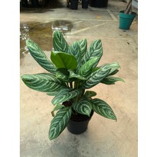 Arg Aglonemo Çiçeği