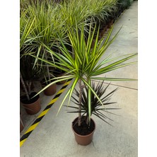 Arg Dracaena Marginata ‘sunray