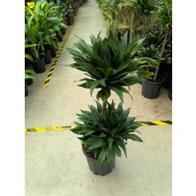 Arg Draceana Compacta 2 Gövdeli Çiçek