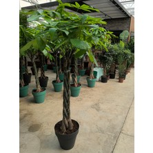 Arg Pachira Para Ağacı