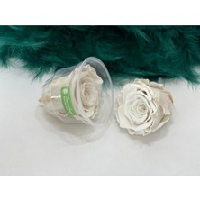 PremiumPort Solmayan Gül Xl Krem Renkli Eşsiz Çiçek Dekorasyonu