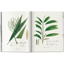 Martius. The Book Of Palms