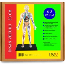 Insan Vücudu Maketi 34 cm - 60 Parça Detaylı Anatomi Modeli (1:6 Ölçek)