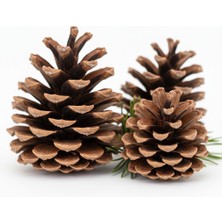 Doğal Kozalak Seti – 10 Adet Farklı Boyutlarda Dekoratif Doğa Ürünü