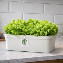 Öz Kabox Topraksız Tarım Hobi Seti Hidroponik Set