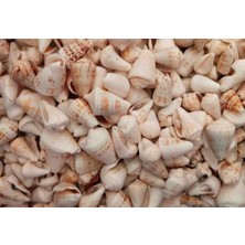 50 Adet Deniz Kabuğu