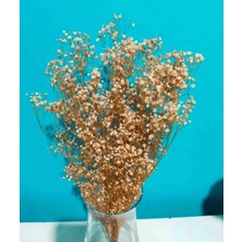 Kuru Şoklanmış 22 gr Cipso Krem Bahar Yıldızı