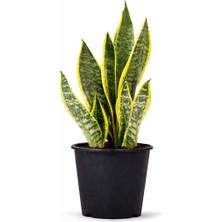 Paşa Kılıcı (Sansevieria) – Doğal Hava Temizleyici Salon Bitkisi
